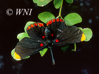 Red-bordered Pixie (Melanis pixe)